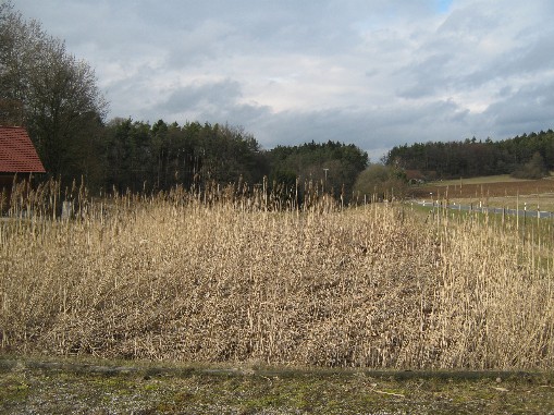 Constructed wetland in Weizenfeld near Nurnberg